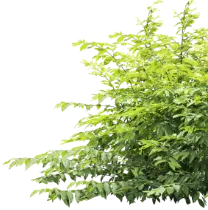 茂みの画像