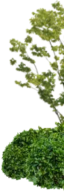 茂みの画像