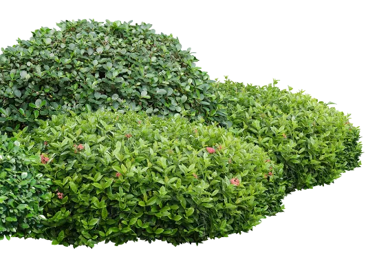 茂みの画像